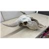 Image 7 : Buffalo Skull with Horns, 25" Spread