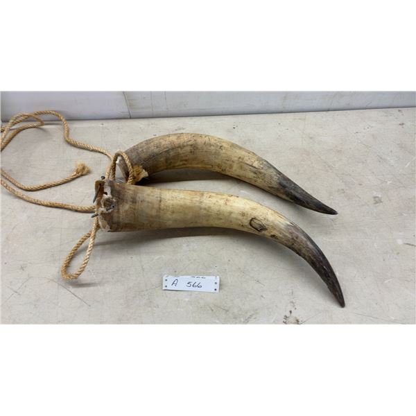 Pair of Cattle Horns, Approximately 19"