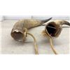 Image 2 : Pair of Cattle Horns, Approximately 19"
