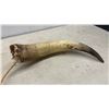 Image 3 : Pair of Cattle Horns, Approximately 19"