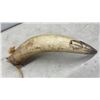 Image 4 : Pair of Cattle Horns, Approximately 19"