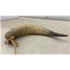 Image 5 : Pair of Cattle Horns, Approximately 19"