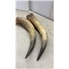 Image 6 : Pair of Cattle Horns, Approximately 19"