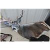 Image 2 : Folding Deer Decoys – Qty 3 - White Tail Buck, White Tail Doe, Cow Elk