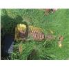 Image 3 : Pickup for John Deere 530 Baler, For Parts