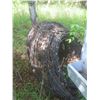 Image 1 : Barbed Wire
