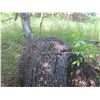 Image 2 : Barbed Wire