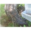 Image 3 : Barbed Wire