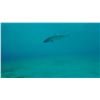 Image 12 : Belize Songwriters Festival Package for 4