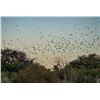 Image 7 : Argentina Dove Hunt for 4 hunters, at Sierra Brava Lodge - Córdoba, Argentina