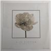 Image 1 : Alan Newnham - Christmas Rose II - Art Print - 1999