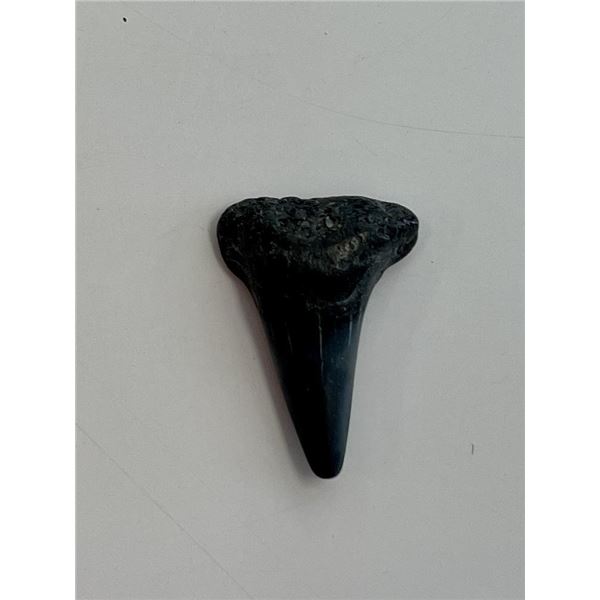 Moroccan Shark Tooth fossil