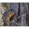Image 9 : Fully guided Missouri Squirrel Hunt/Epicurean Experience for 2