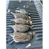 Image 8 : Mexican Coues Deer Hunt for 1 Hunter