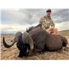 Image 1 : South African Female Cape Buffalo Hunt for 1 Hunter & 1 Observer
