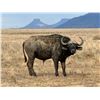 Image 2 : South African Female Cape Buffalo Hunt for 1 Hunter & 1 Observer
