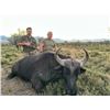 Image 3 : South African Female Cape Buffalo Hunt for 1 Hunter & 1 Observer