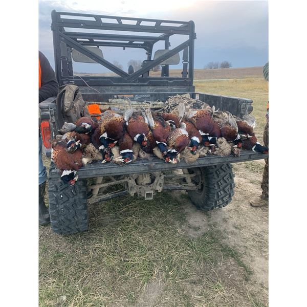 Missouri Pheasant Hunt for 2 hunters with Snowgoose Option