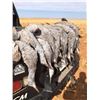 Image 9 : Texas Sandhill Crane Hunt for 1 Hunter