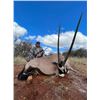 Image 2 : South African - Plains Game Hunt for 2 Hunters
