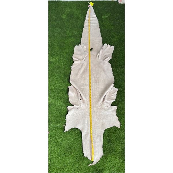 11ft Large American Alligator Hide - Saddle Color