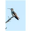 Image 10 : Belize Bird Watching for 2 people