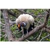 Image 11 : Belize Bird Watching for 2 people