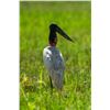 Image 12 : Belize Bird Watching for 2 people
