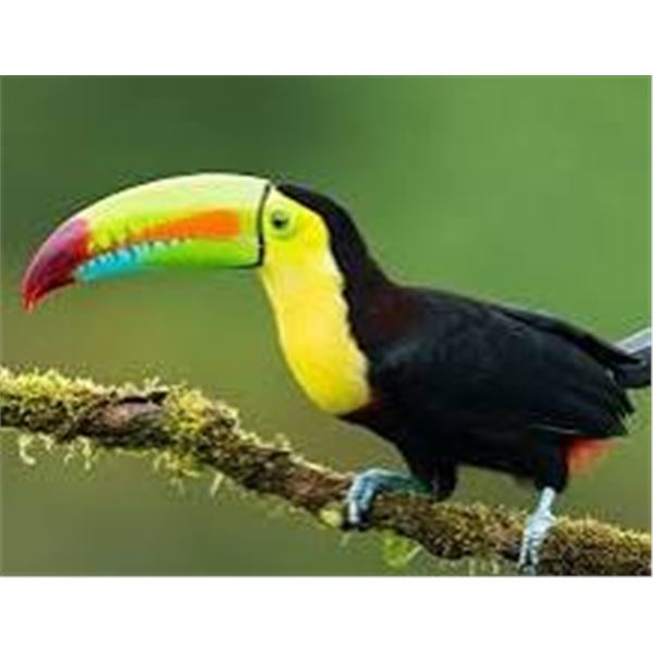 Belize Bird Watching for 2 people