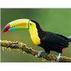 Image 1 : Belize Bird Watching for 2 people