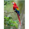 Image 2 : Belize Bird Watching for 2 people