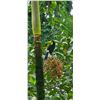 Image 3 : Belize Bird Watching for 2 people