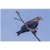 Image 4 : Belize Bird Watching for 2 people