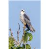 Image 5 : Belize Bird Watching for 2 people