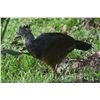 Image 6 : Belize Bird Watching for 2 people