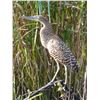 Image 7 : Belize Bird Watching for 2 people