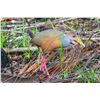 Image 8 : Belize Bird Watching for 2 people