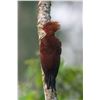 Image 9 : Belize Bird Watching for 2 people