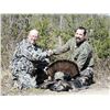 Image 1 : Spring Wild Turkey Hunt in Maine for 1 with Northeast Wilderness Outfitters