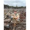 Image 1 : New Brunswick Bear or Whitetail Hunt – 2027 Season