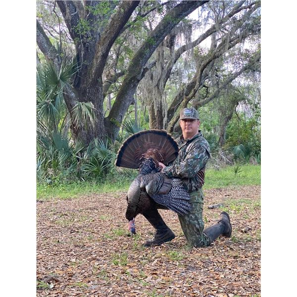 Osceola Turkey Hunt for One with Elk River Outfitters