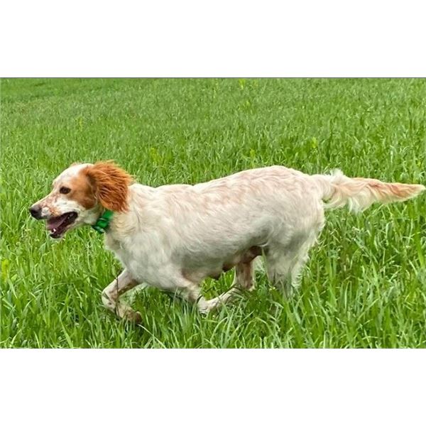 Point & Flush Gun Dogs Puppy Voucher