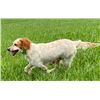 Image 1 : Point & Flush Gun Dogs Puppy Voucher