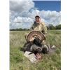 Image 1 : 2 day 3 night Texas Rio Hunt for 1 with Sealy Cattle Company Outfitters