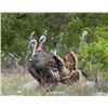 Image 2 : CHERRY CREEK RANCH: 2-Day Hill Country Turkey Hunt for Two Hunters Near Comfort, Texas