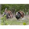 Image 3 : CHERRY CREEK RANCH: 2-Day Hill Country Turkey Hunt for Two Hunters Near Comfort, Texas