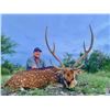 Image 1 : TEXAS HUNTING RESOURCES: 3-Day Trophy Axis Hunt in the Texas Hill Country