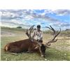 Image 5 : FLYING A RANCH: 3-Day Trophy Red Deer Hunt for One Hunter in the Texas Hill Country
