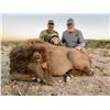 Image 1 : WILDLIFE SYSTEMS, INC.: West Texas Free-Range Cow Elk Hunt for Two Hunters