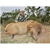 Image 3 : WILDLIFE SYSTEMS, INC.: West Texas Free-Range Cow Elk Hunt for Two Hunters